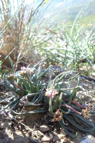 Marlothistella stenophylla